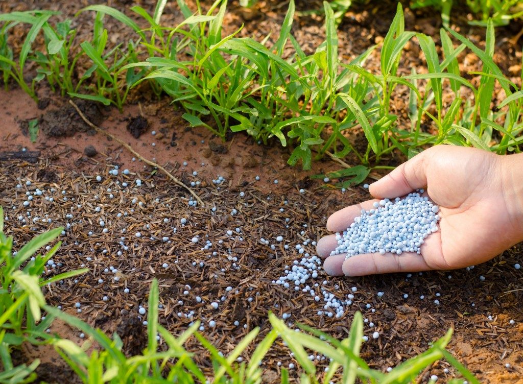 Gardener putting fertilizer on soil