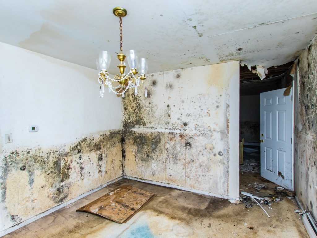mold growing in an abandoned house