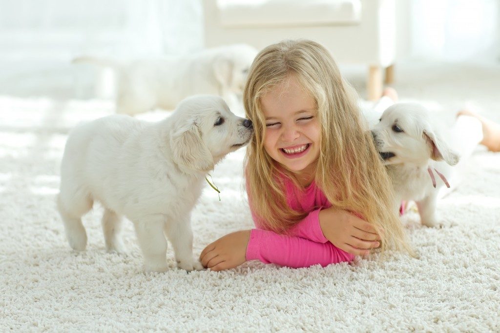 Puppies playing with a girl on a rug