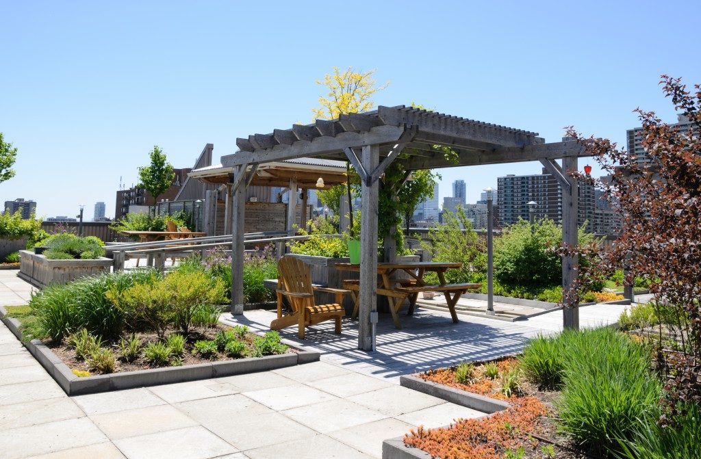 Rooftop garden in urban setting