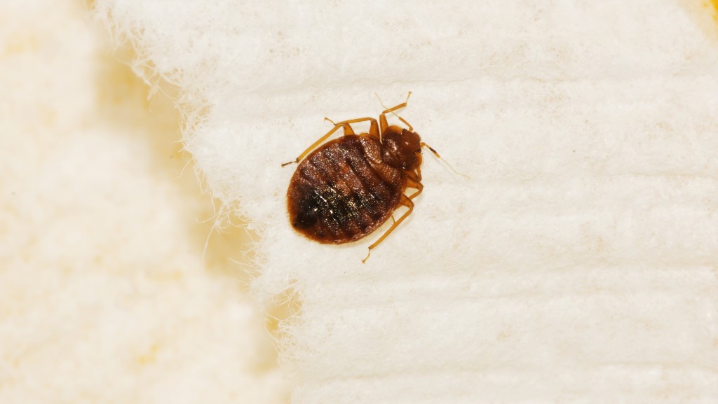 closeup of a bedbug