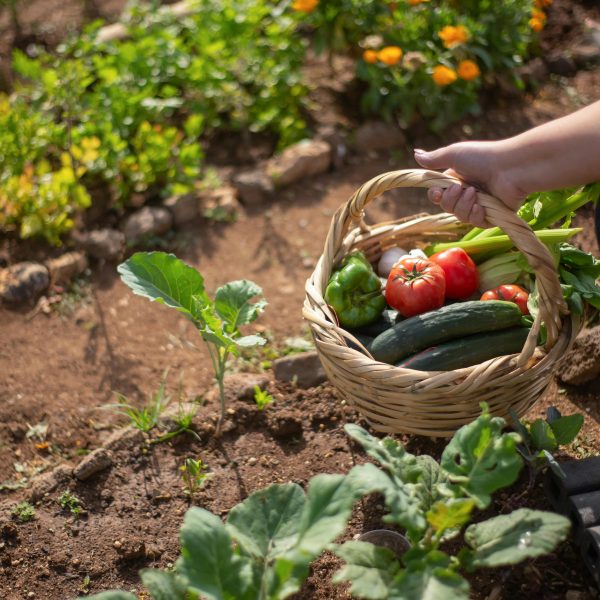 How To Produce Better Yields in Your Small Vegetable Garden