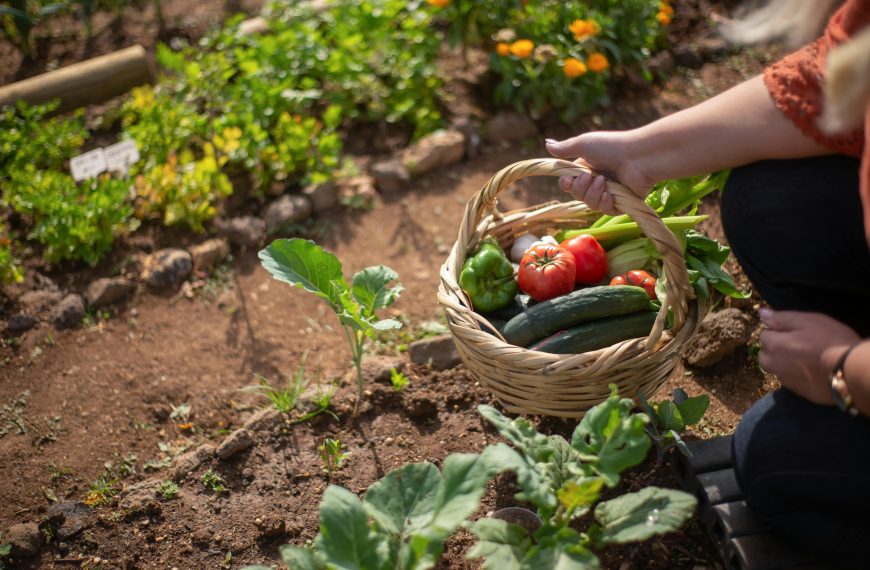 How To Produce Better Yields in Your Small Vegetable Garden