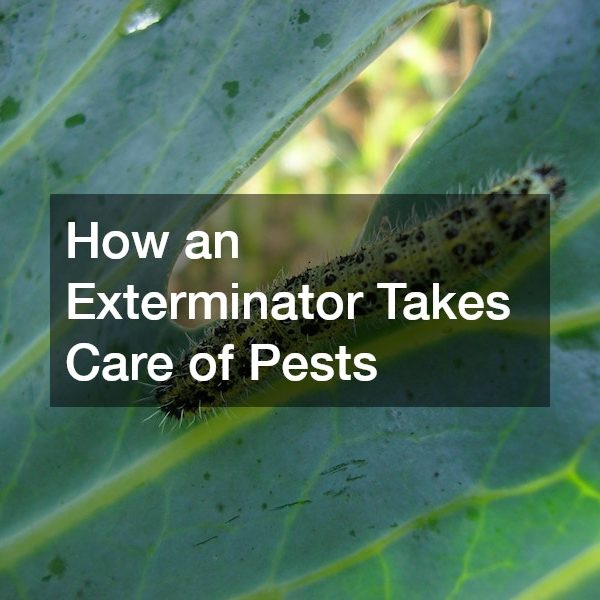 How an Exterminator Takes Care of Pests